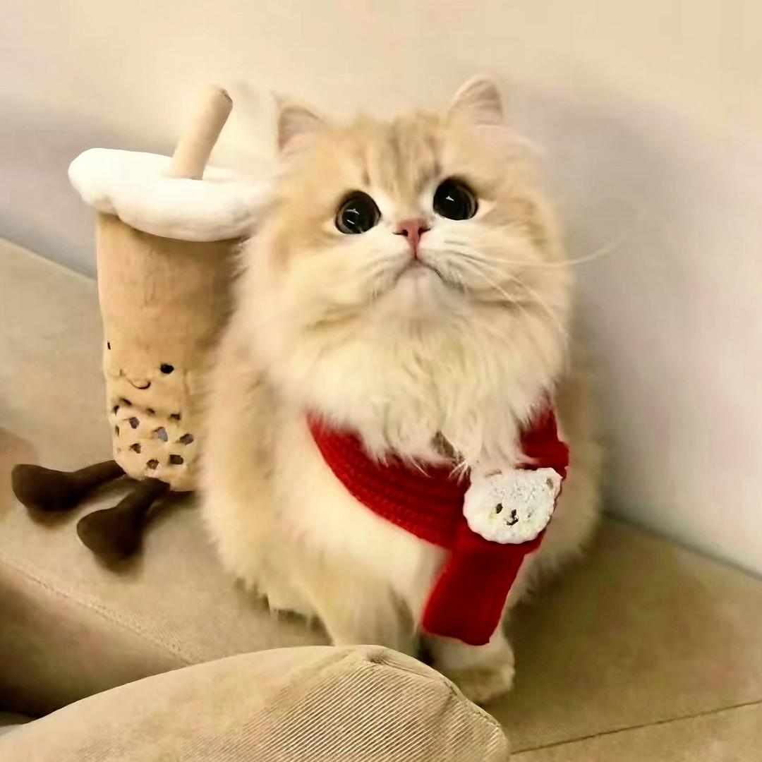 土肥圆·熊版猫