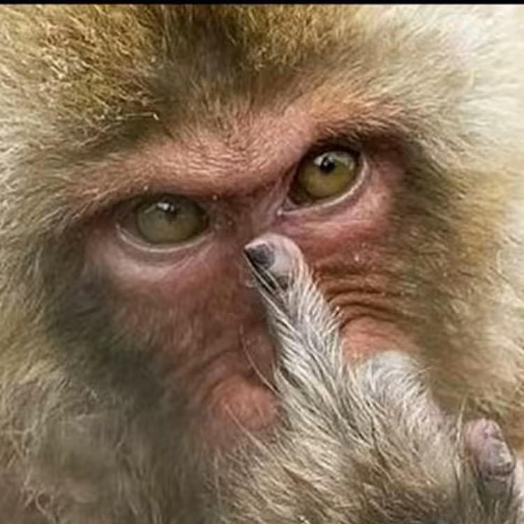 大奇哥（彩蛋）