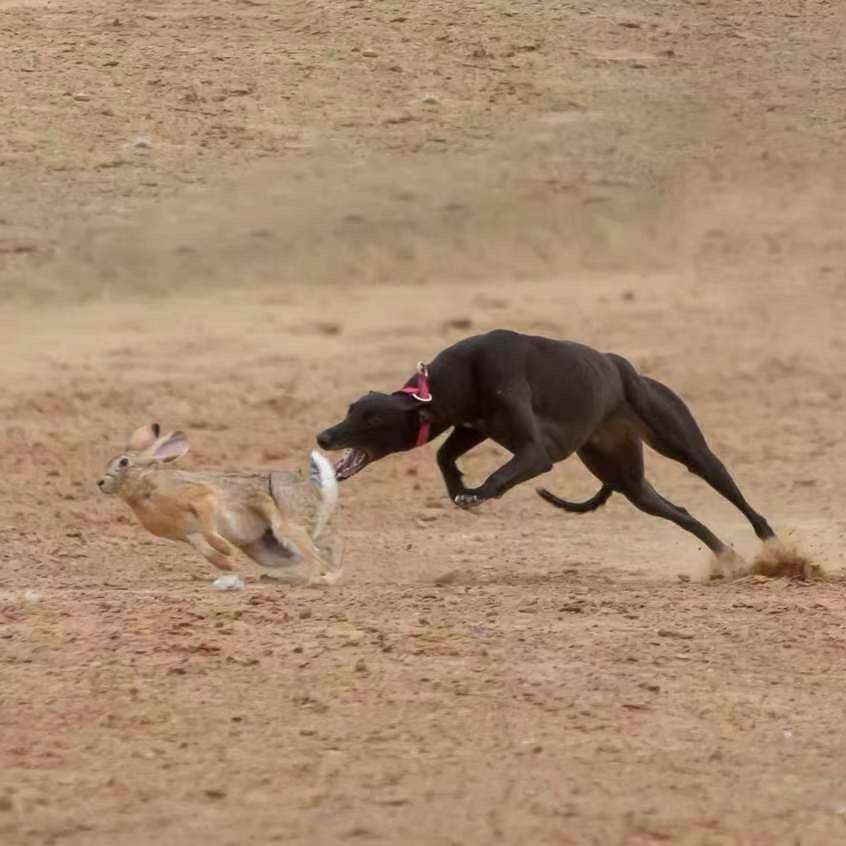 陕D中华田园犬🐶