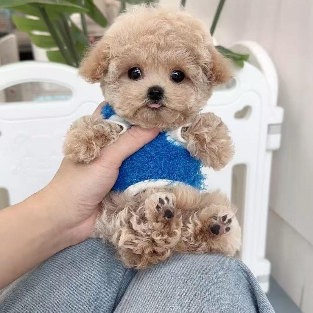 泰迪铺子