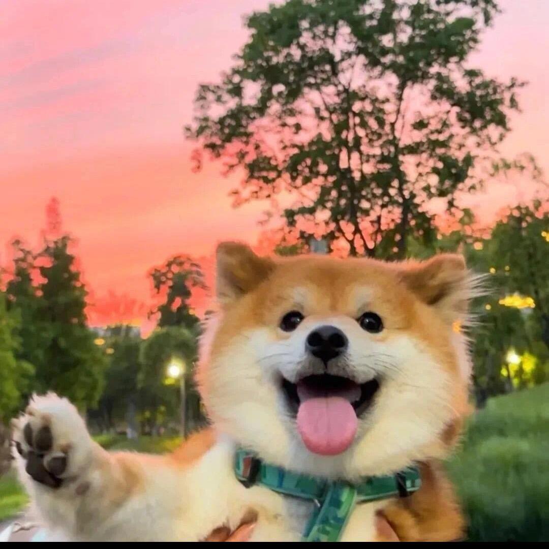 湖南一心柴犬屋