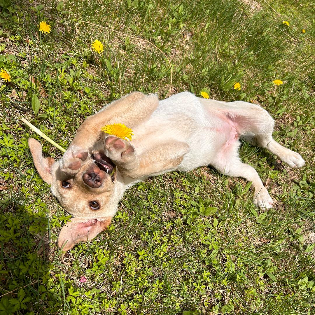 多多的日常生活