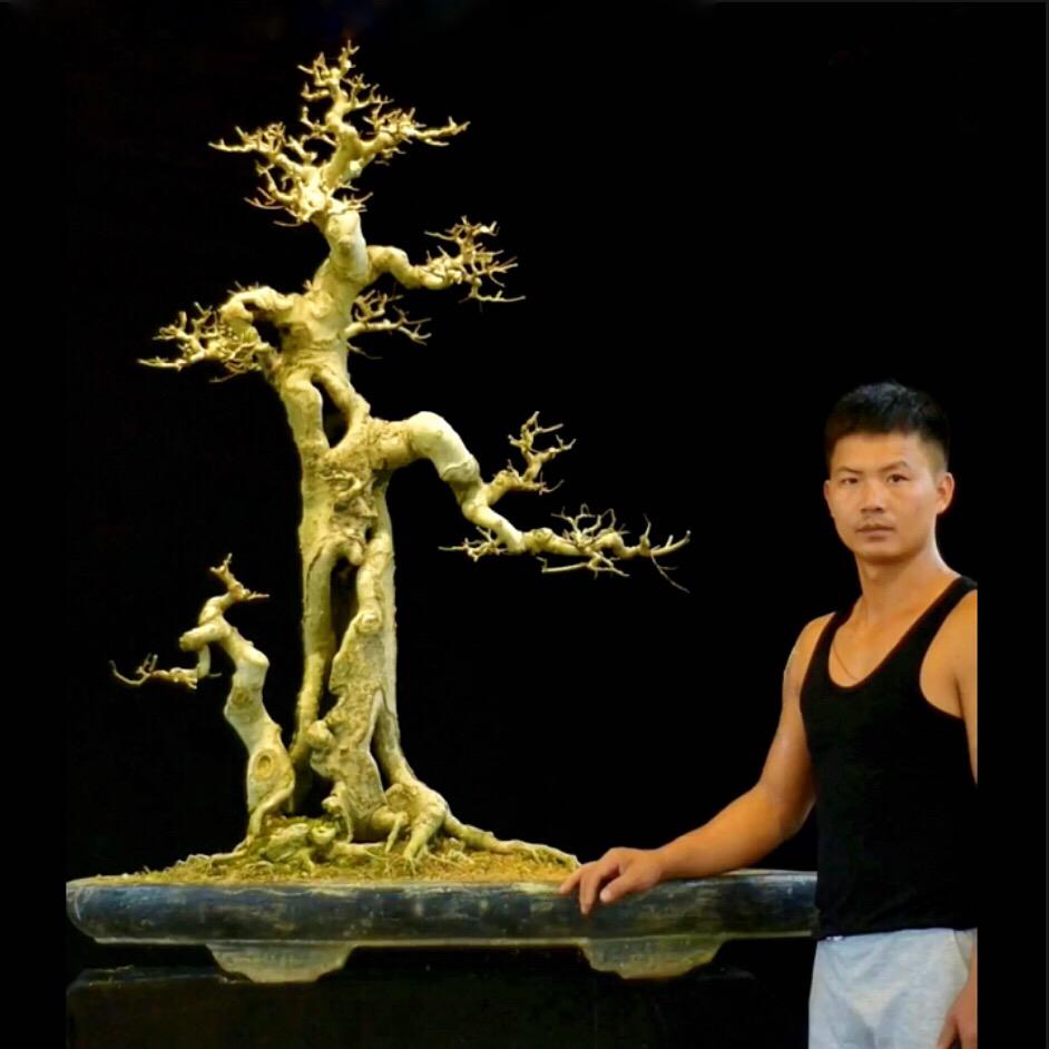 功夫盆景