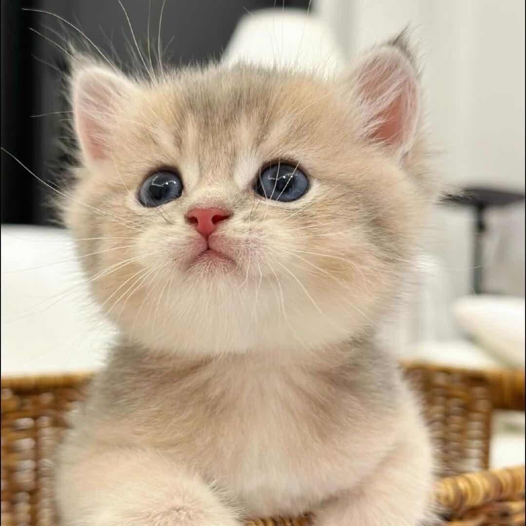 豆包。