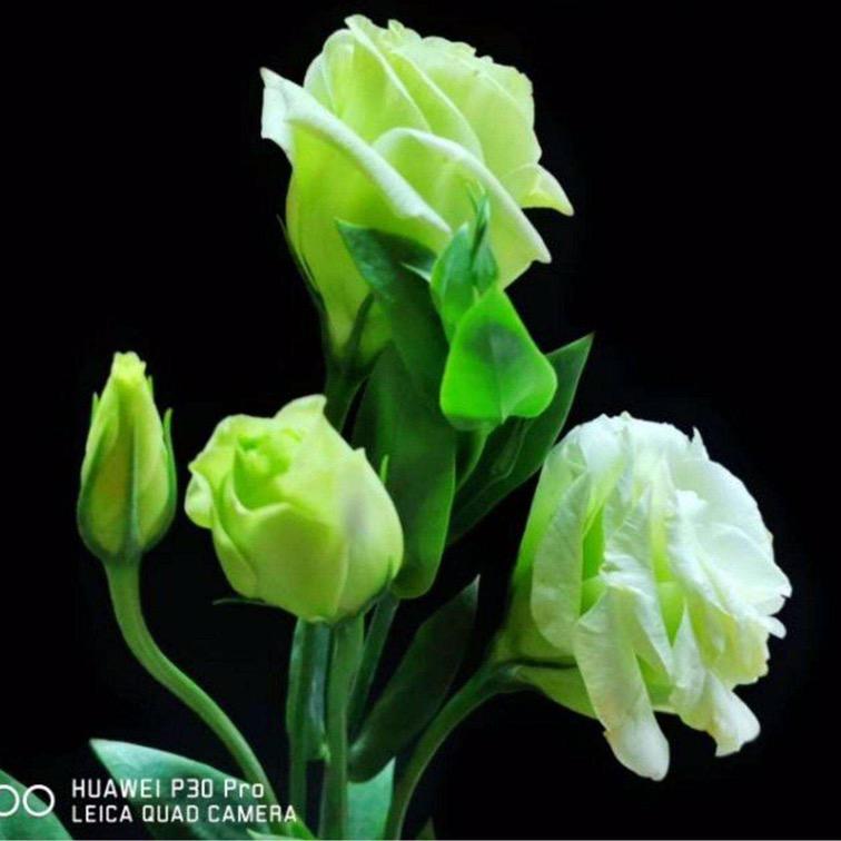 🌈雏菊💖💕✨