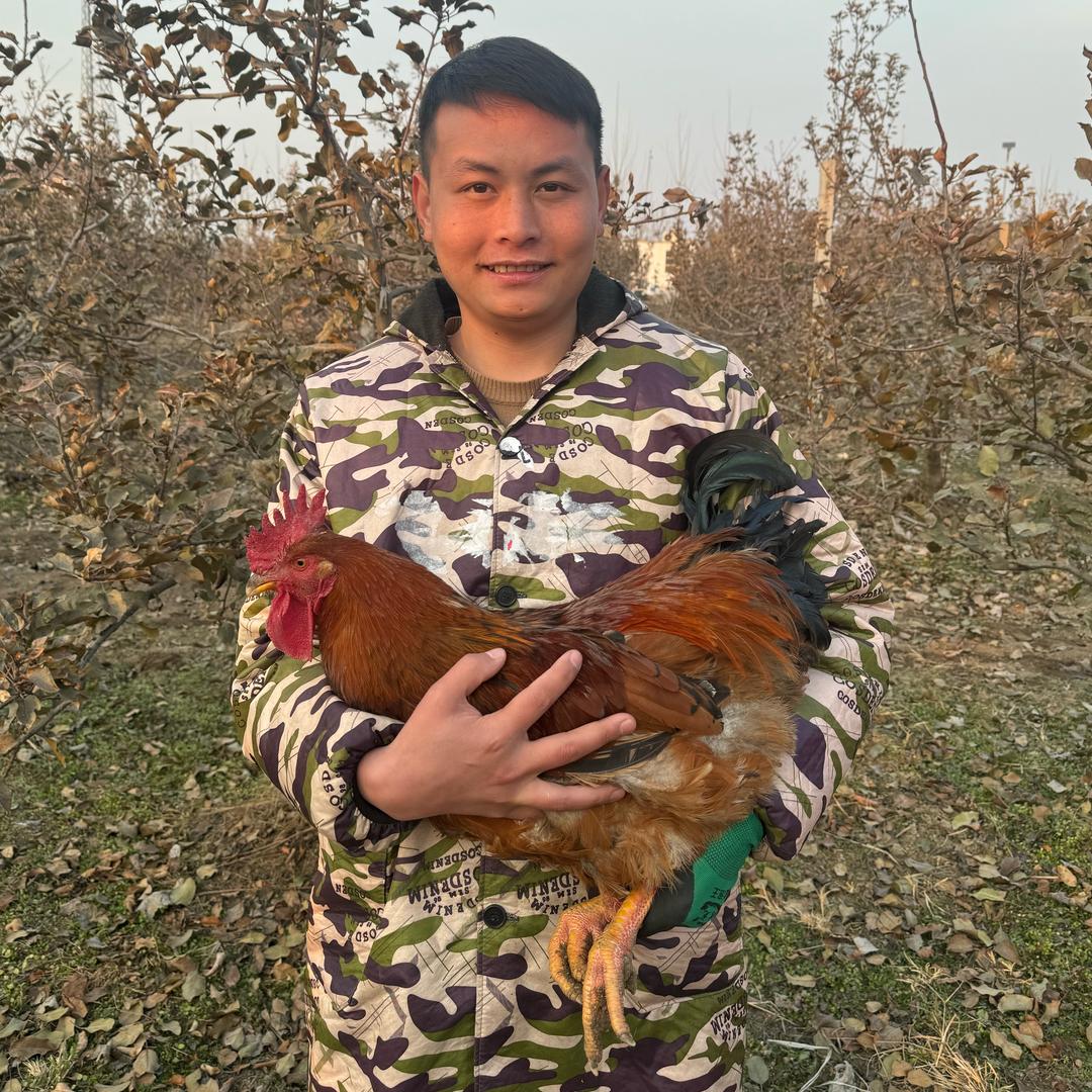 牛哥农场(跑山鹅)