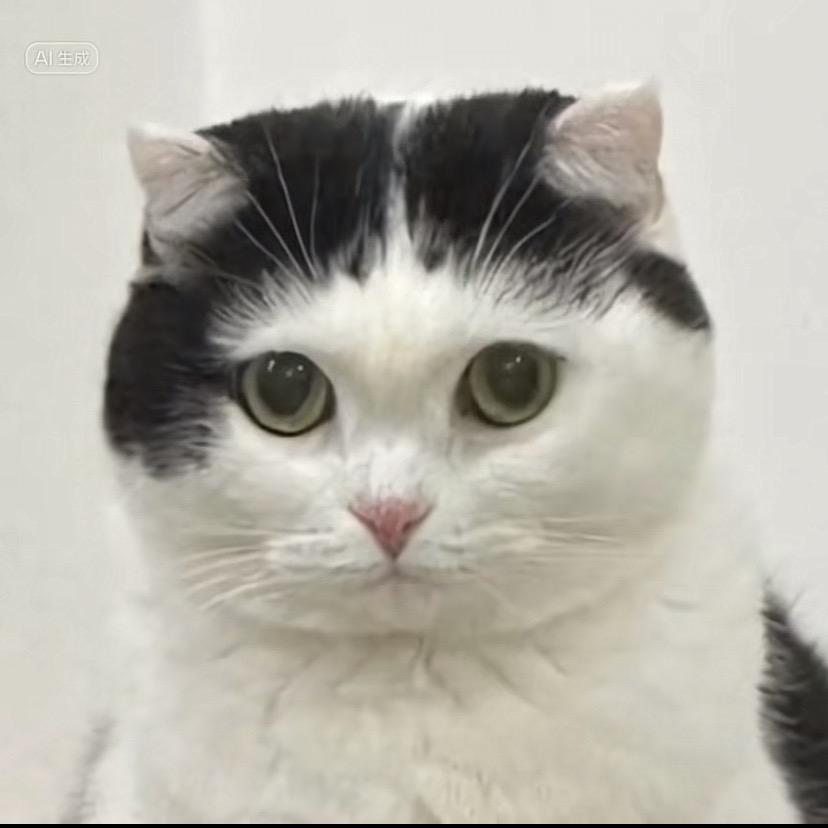 梧桐林的猫女巫