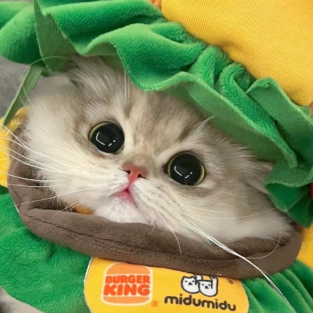 少林寺老咪
