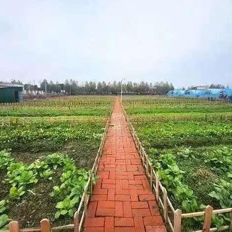 一元共享菜园