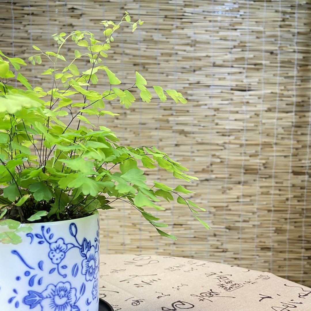 植入人心绿植