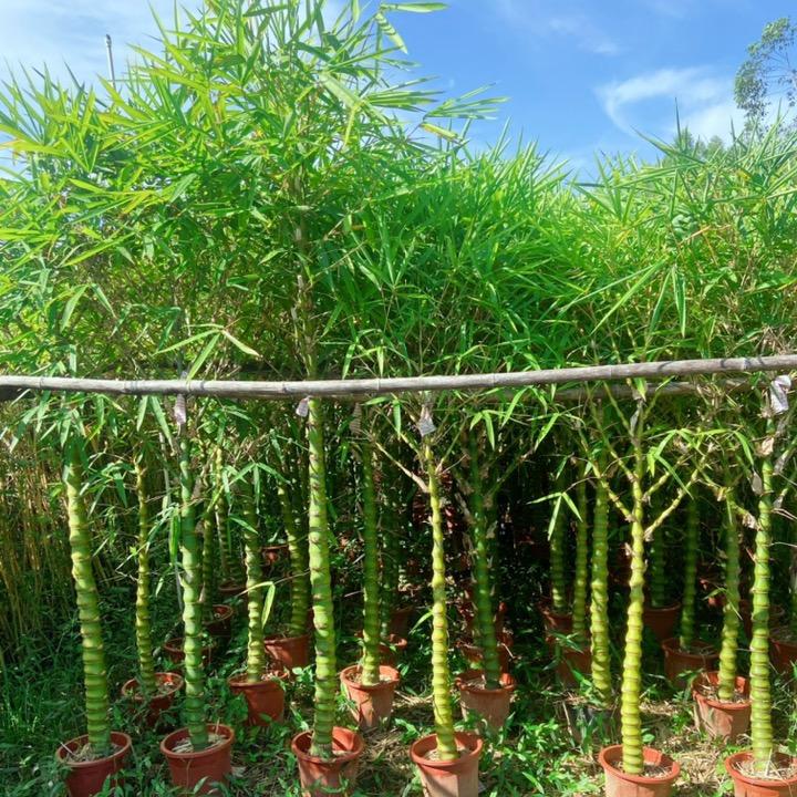 广西佛肚竹盆景（基地直发)