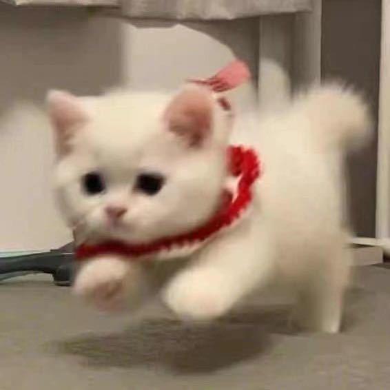 泡泡不再流浪