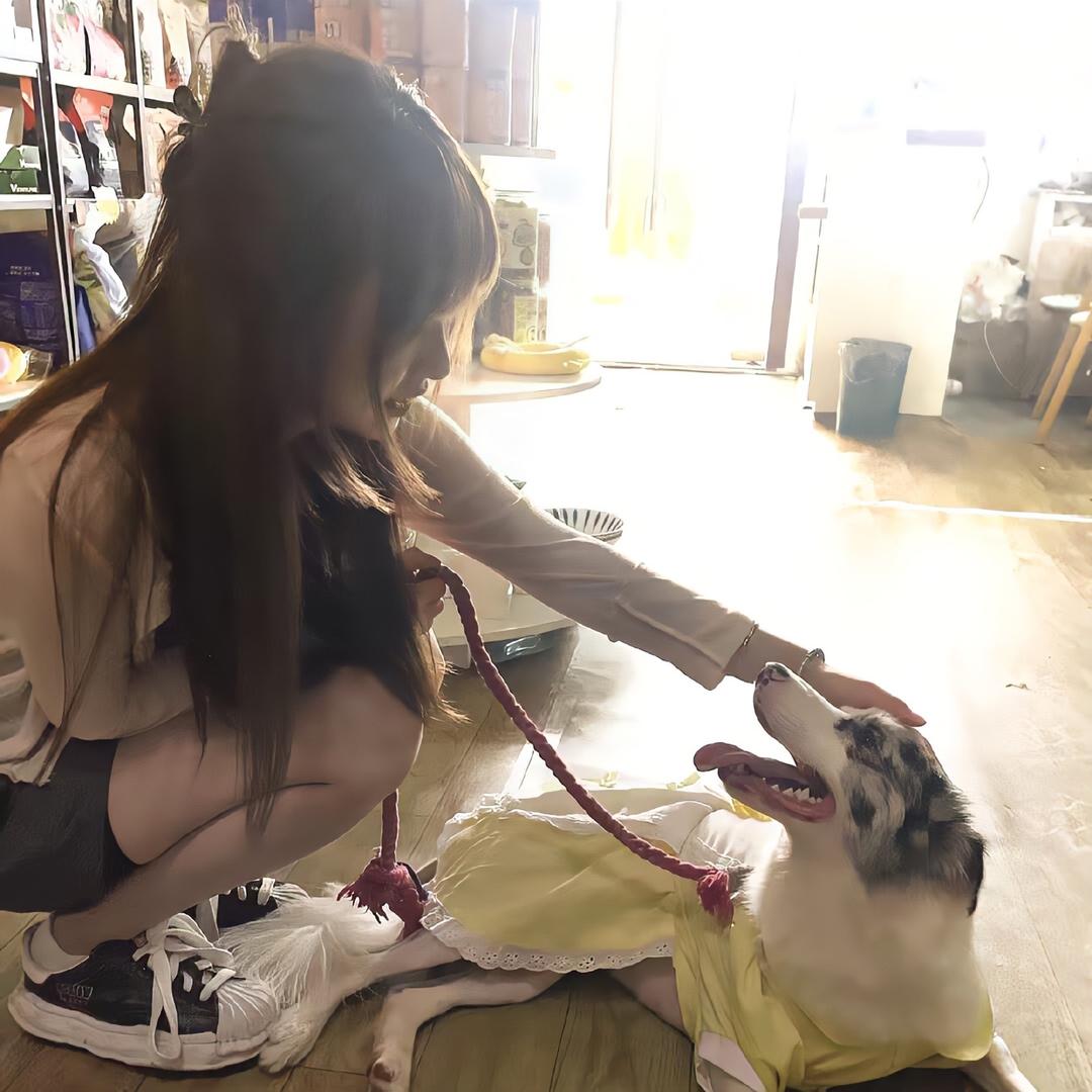 忧伤小狗