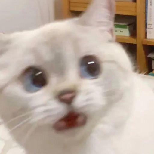小源子吖