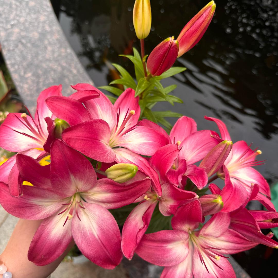 达达花屋
