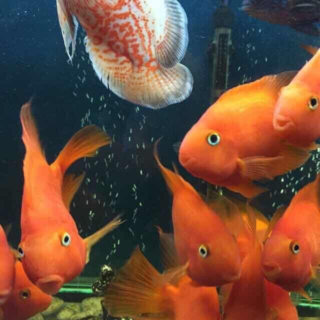 马到成功