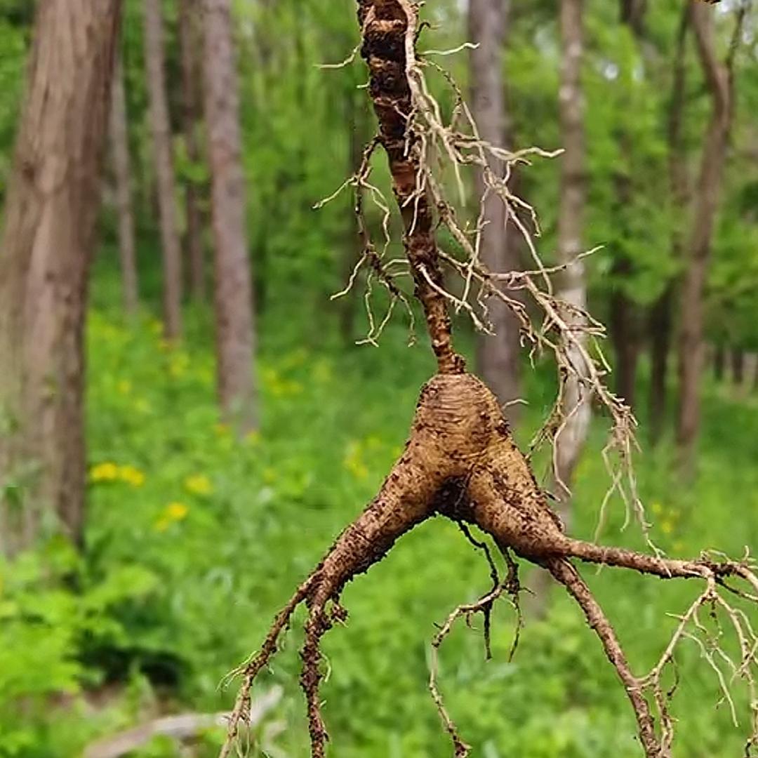 东北人参（福参堂）