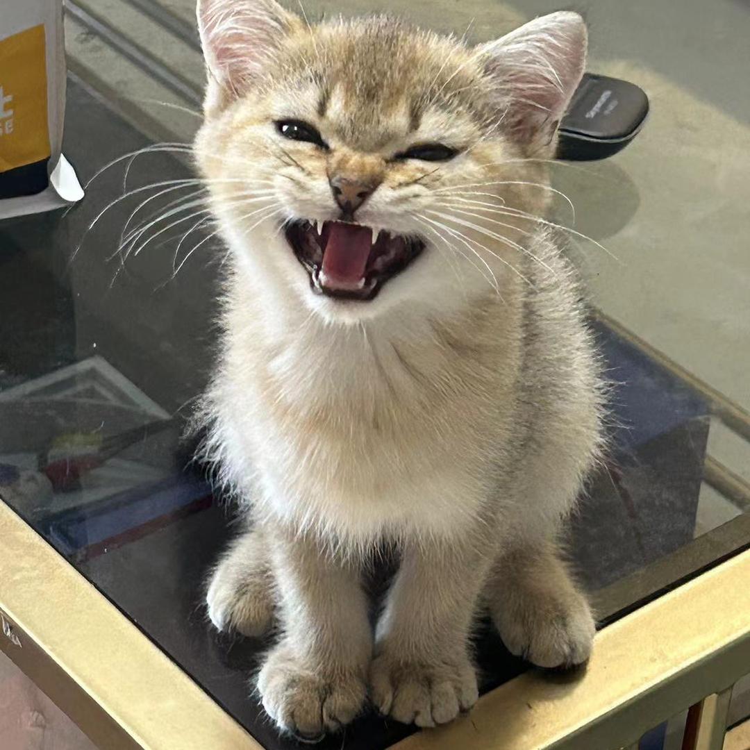 小猫不哭