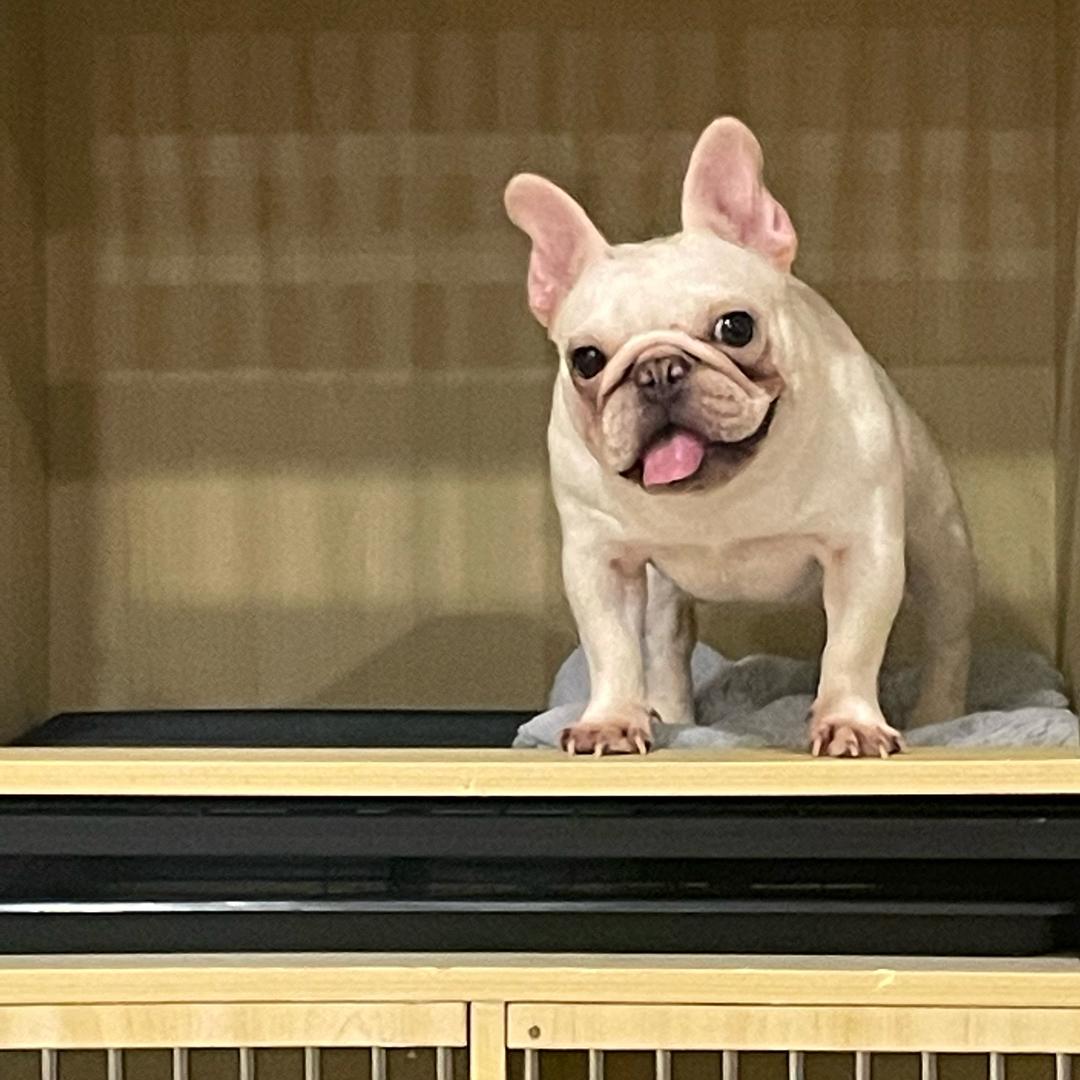 六妹家的小法斗小比熊