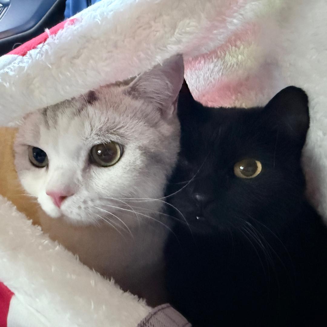 你说啥我听不清