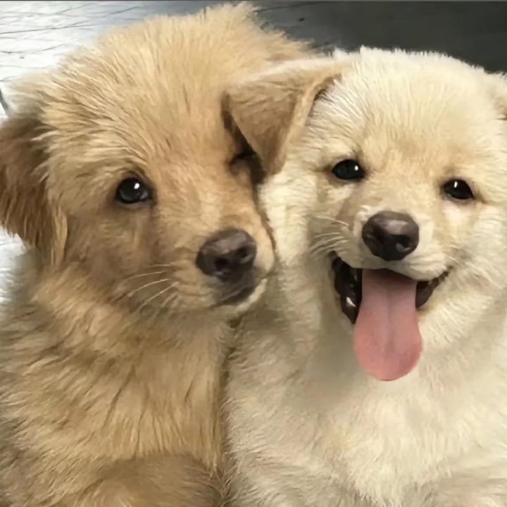 小狗很可爱