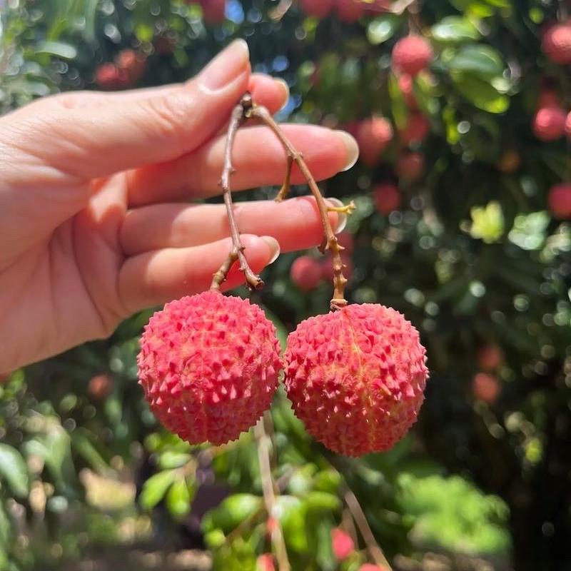 恒源园艺专营店