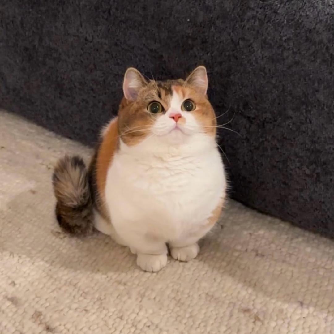 七七铲屎官的日常