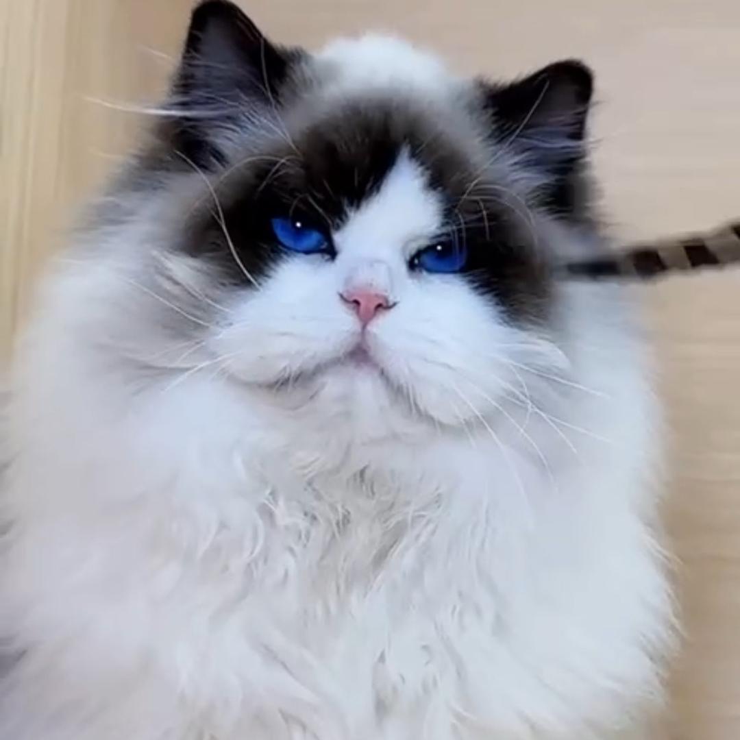 CC家新脸版布偶猫