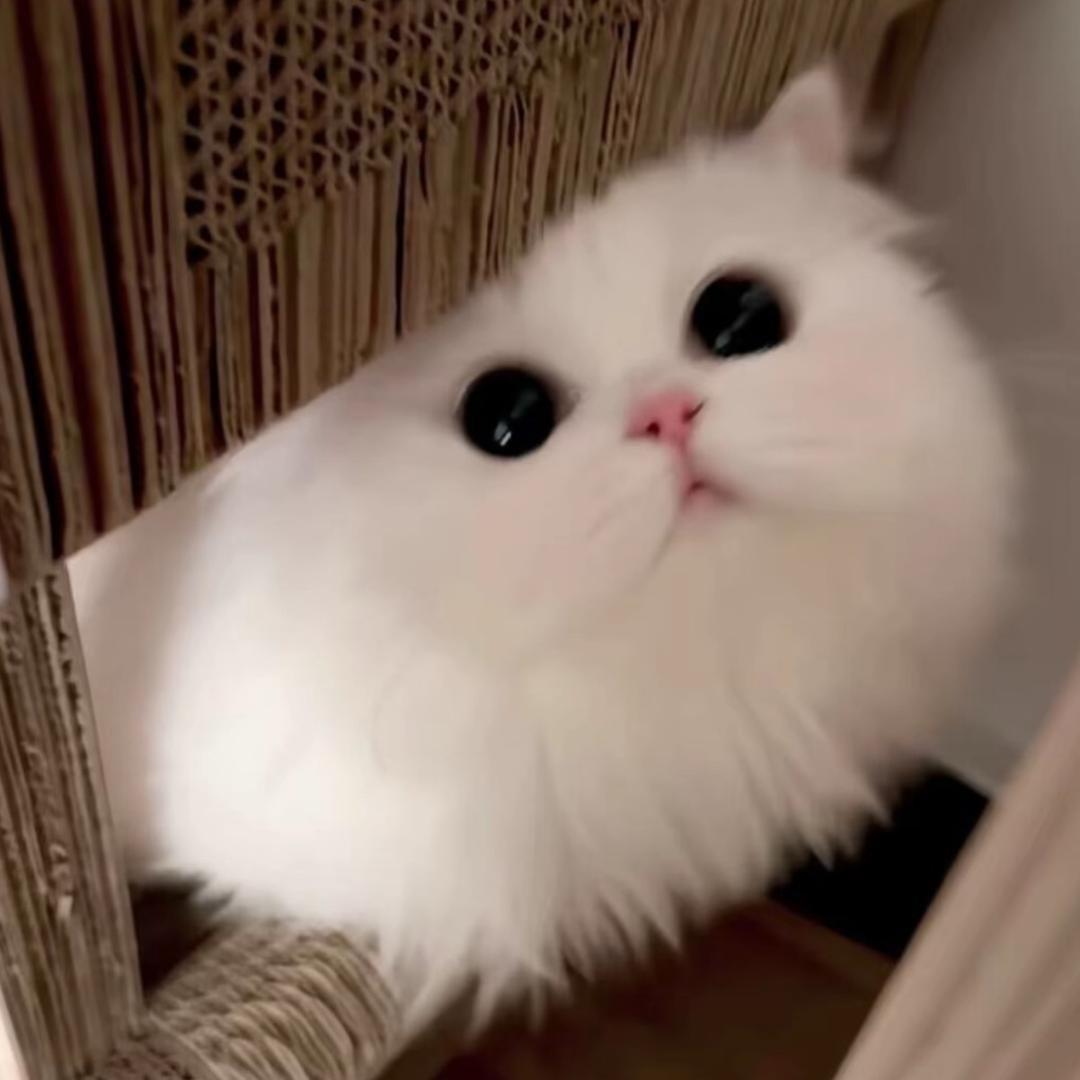 ￴￴ ￴￴￴ ￴ ￴￴