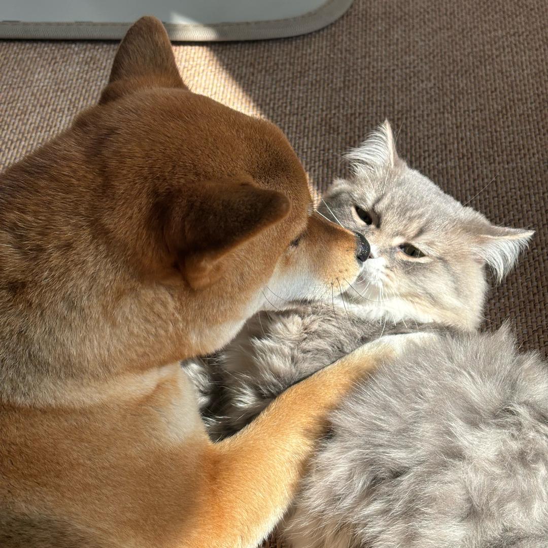 有只柴犬叫辣妹