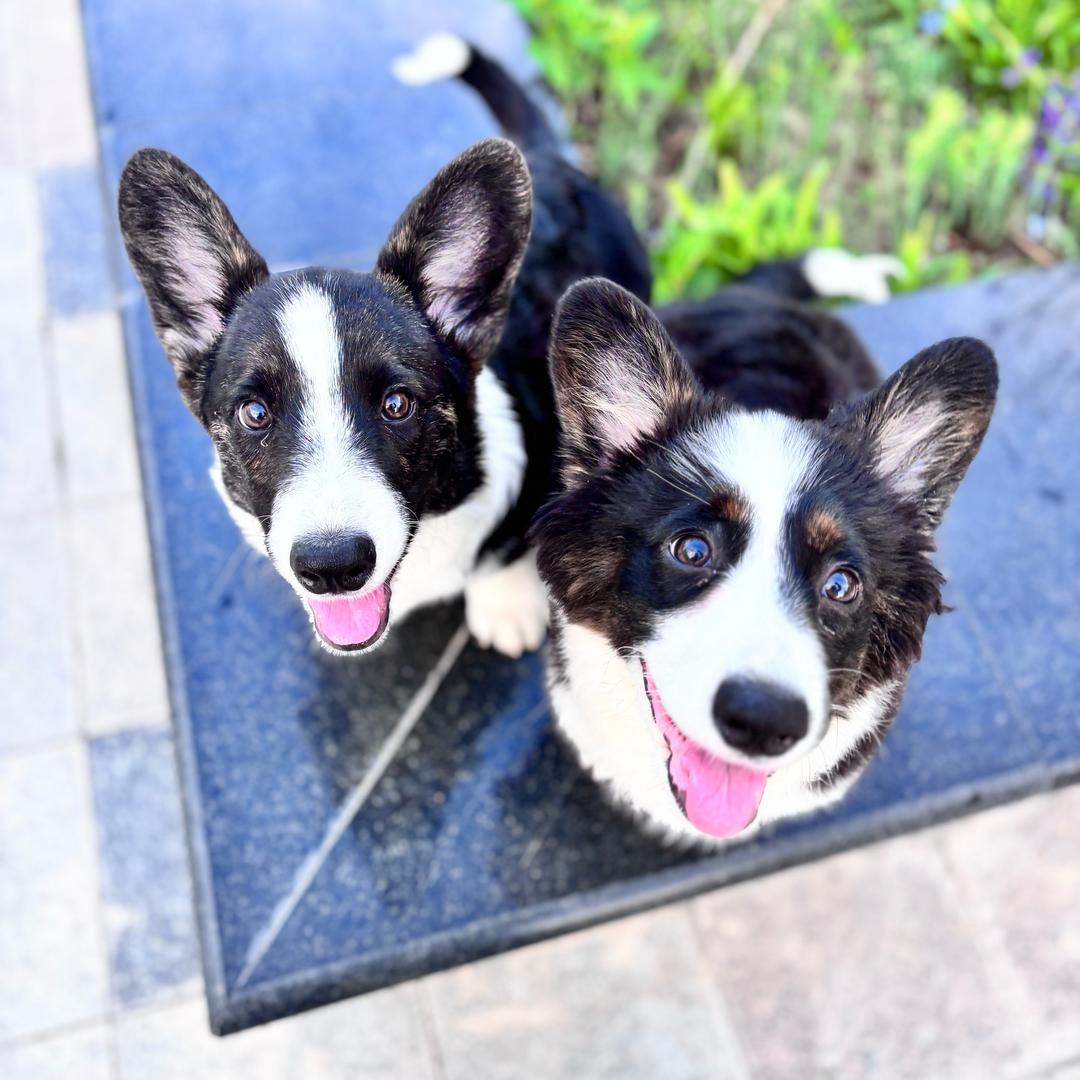 男子汉大豆腐柯基