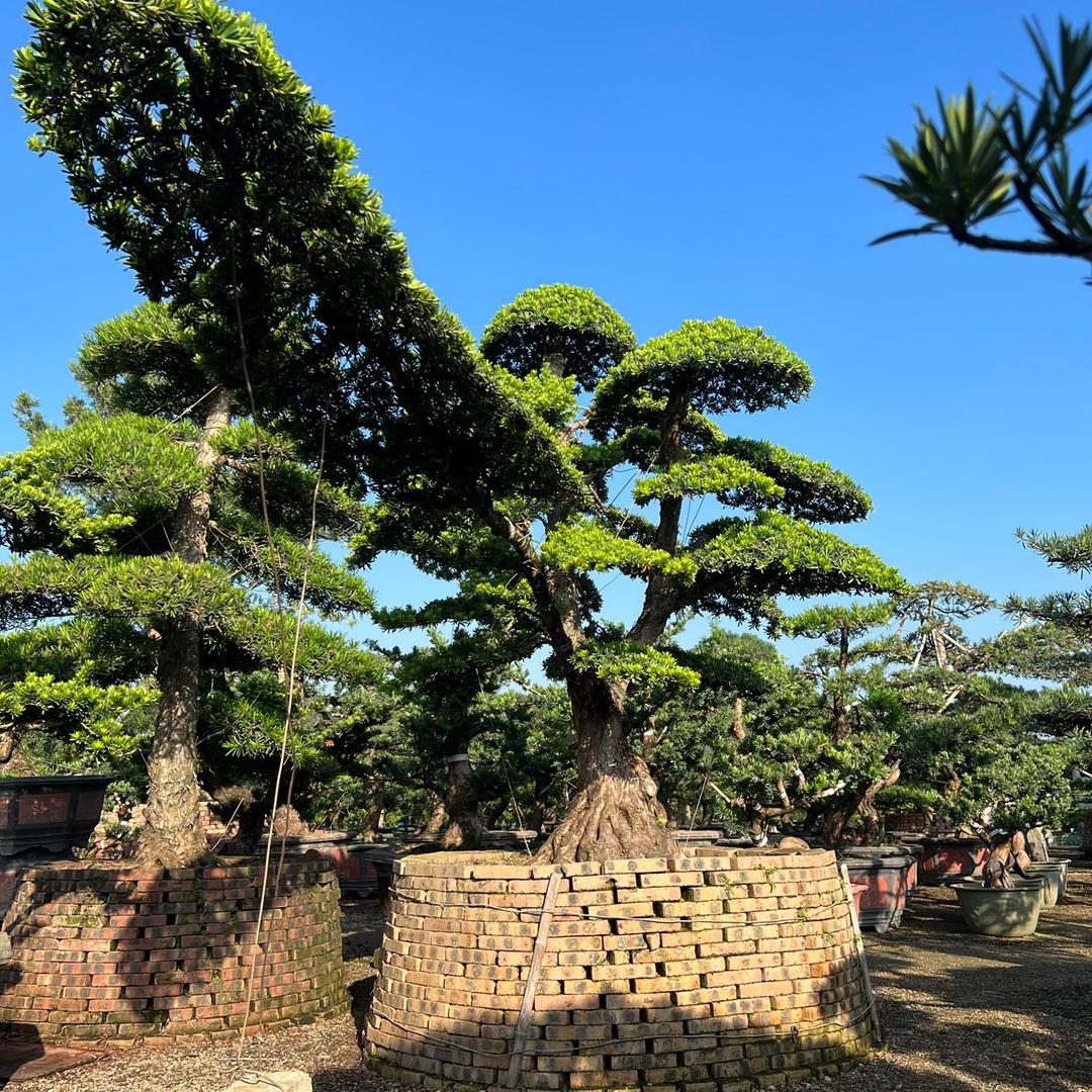炜歌园林