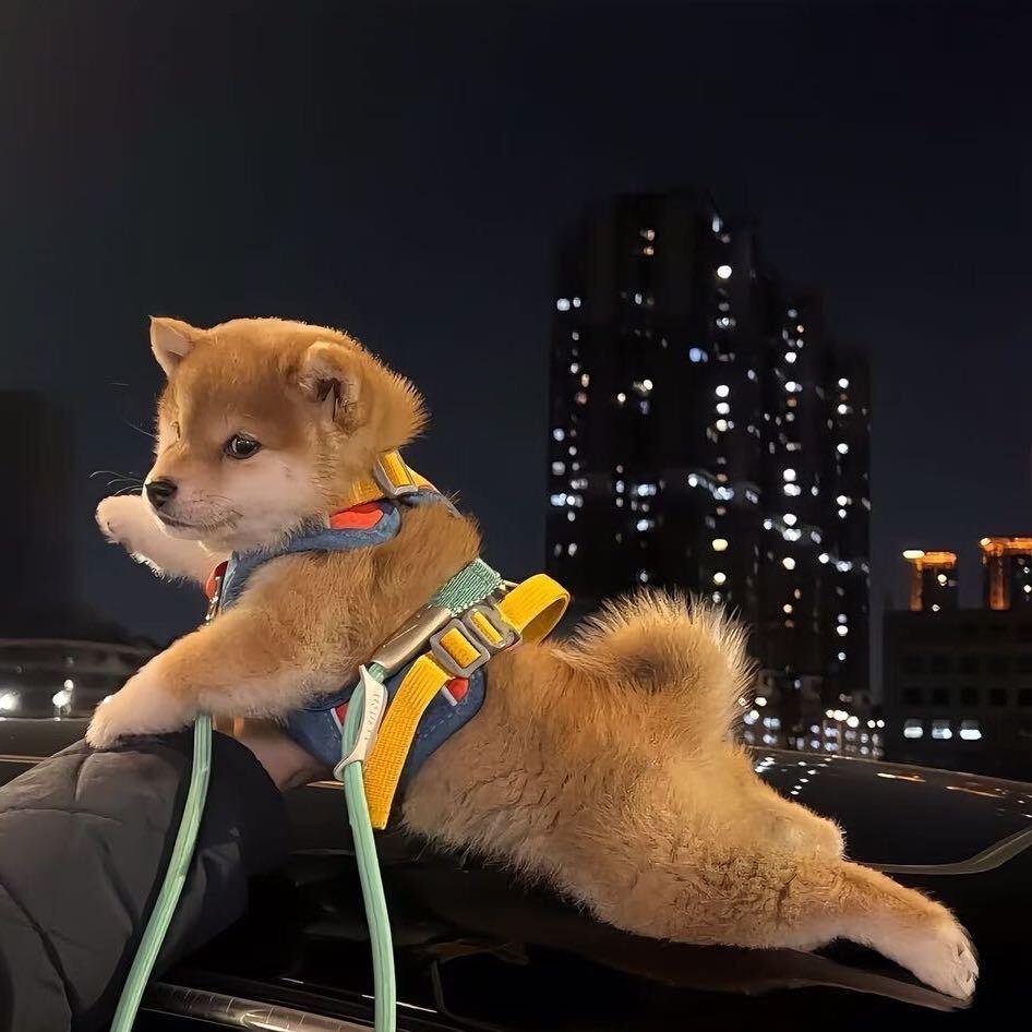 每天努力自然醒