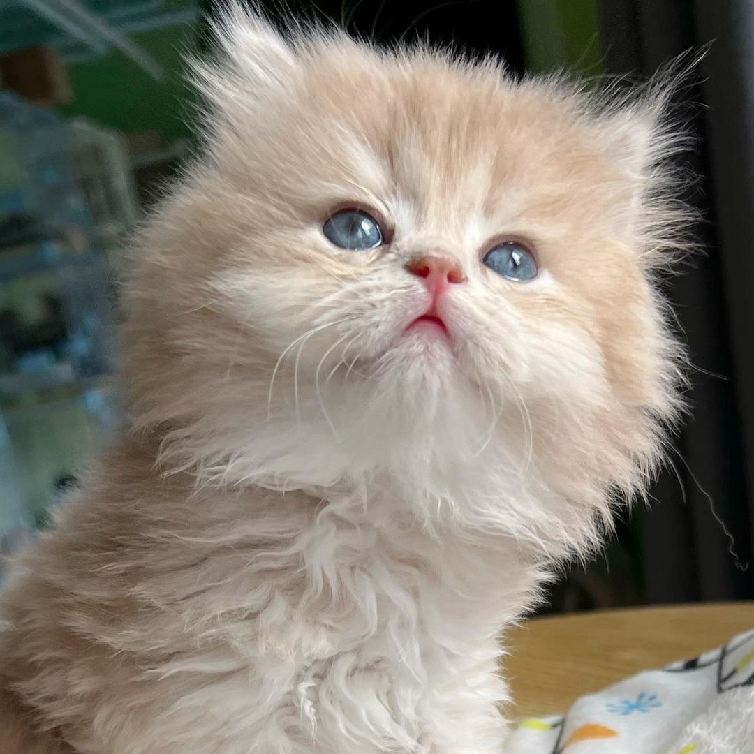 繁育人的猫世界