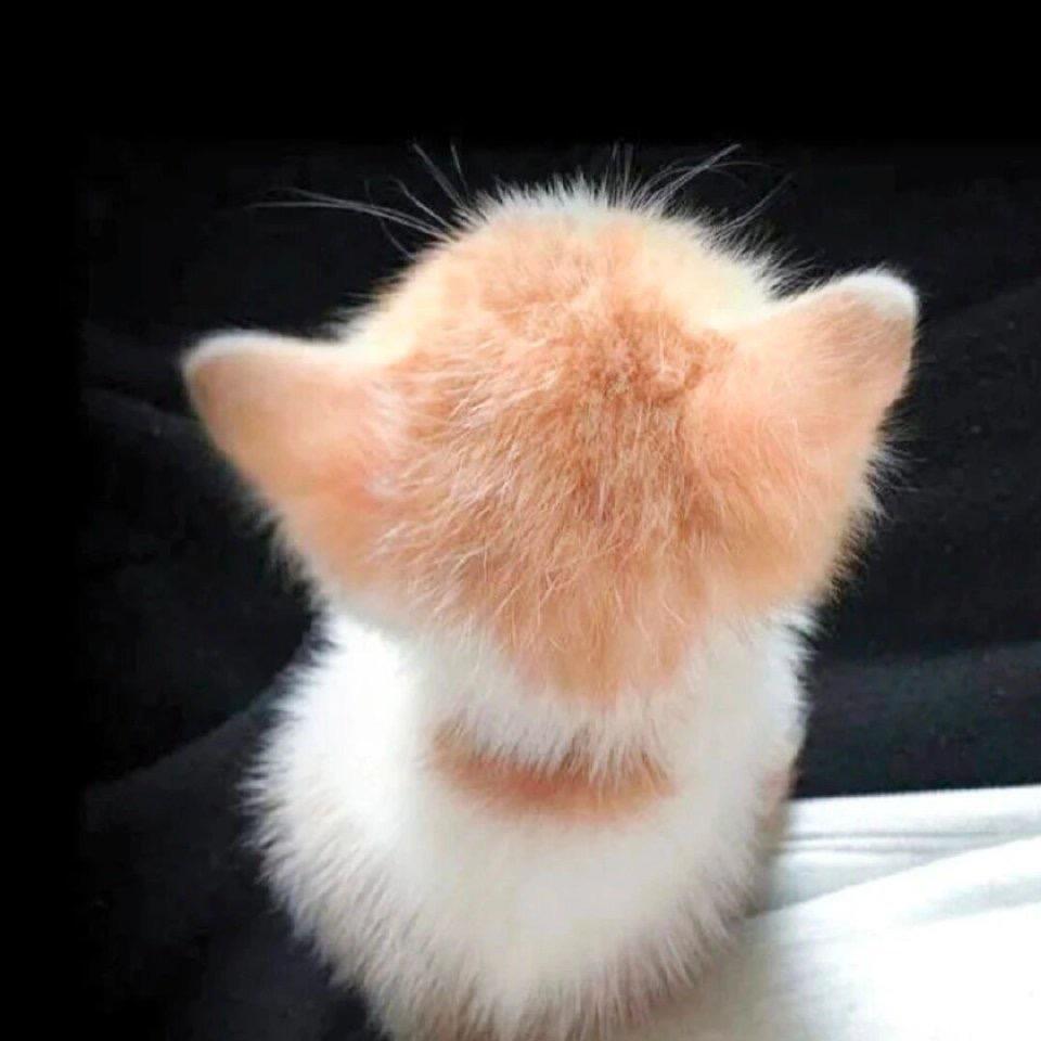 反方向的猫