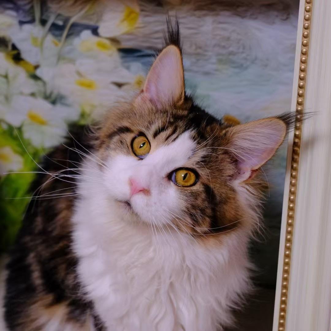 闺蜜的猫