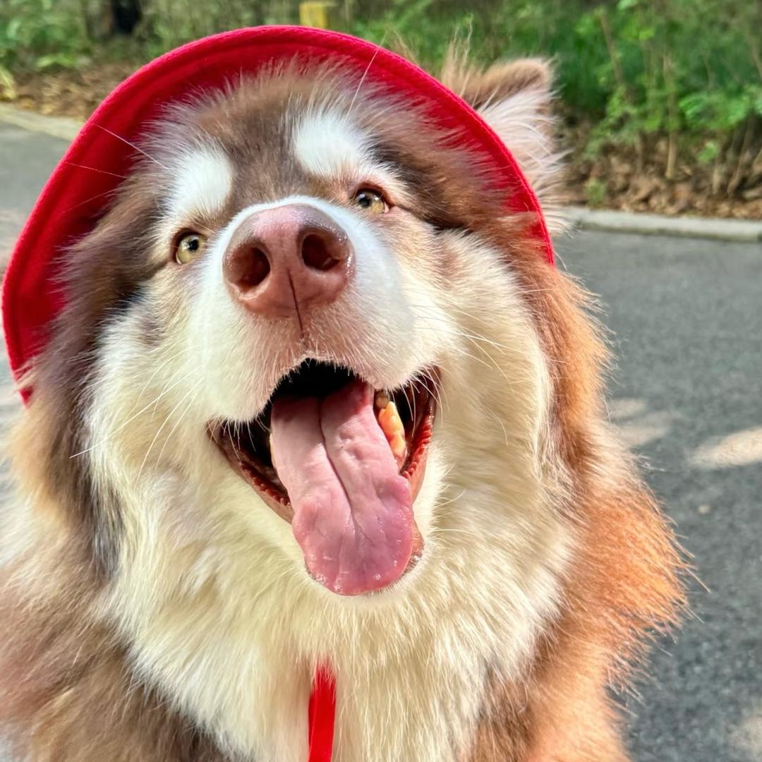 晓冬家阿拉斯加雪橇犬