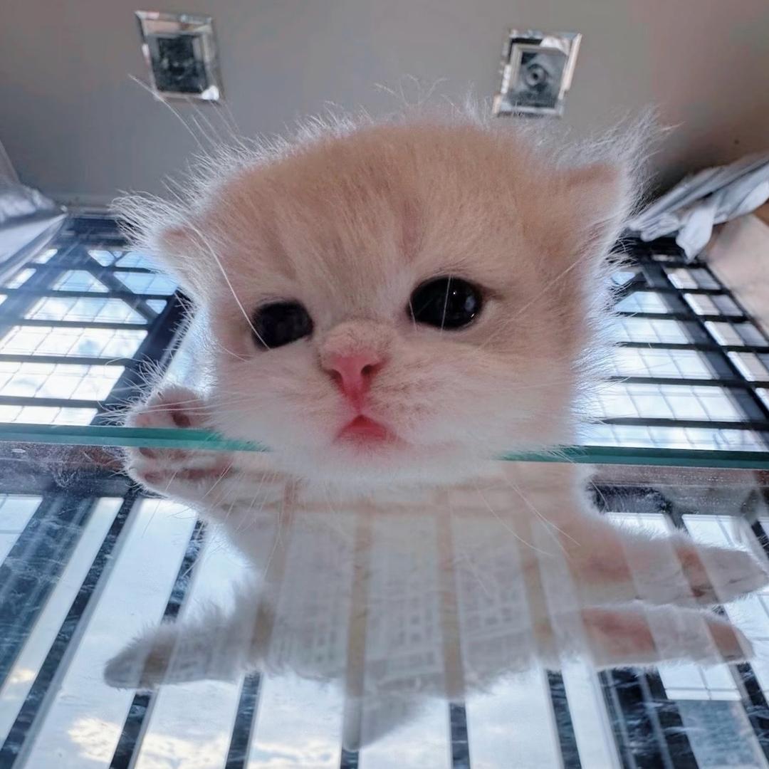 quqi🍪