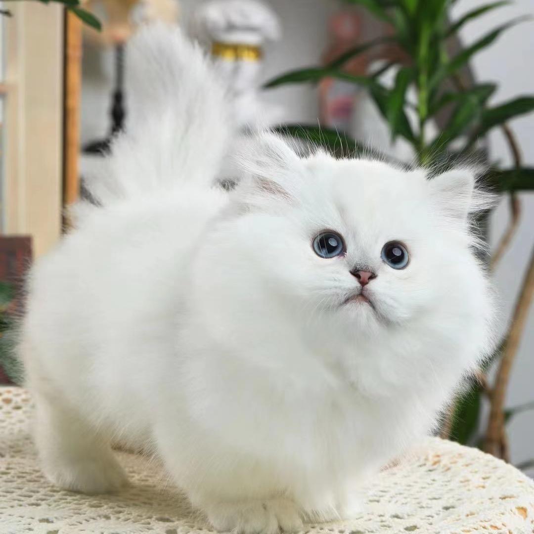 烽