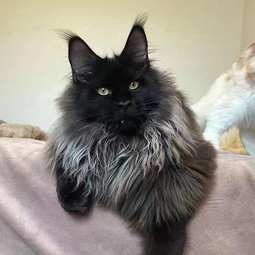 小丽猫舍（熊版米努特）