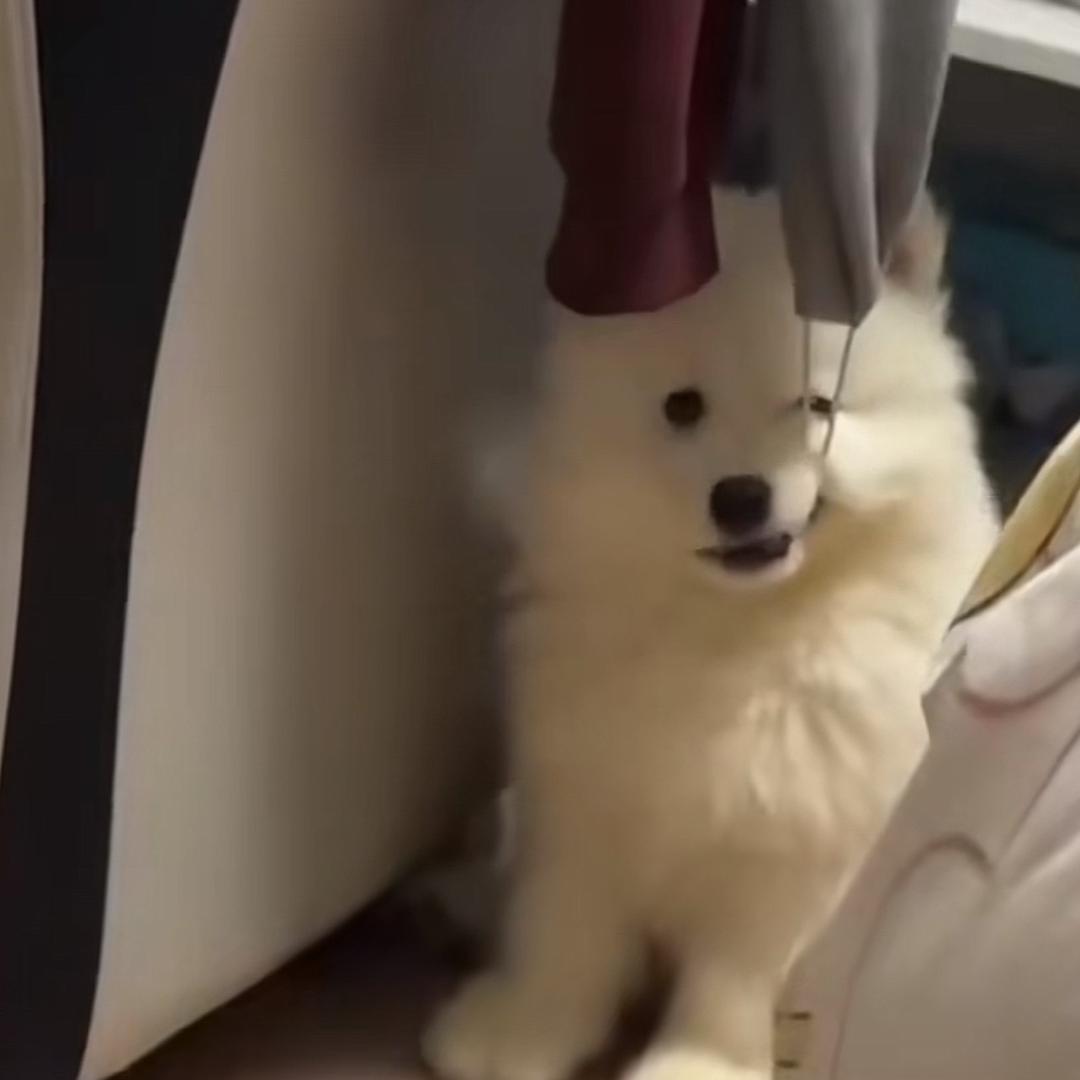 彭于叶（牛马减肥版