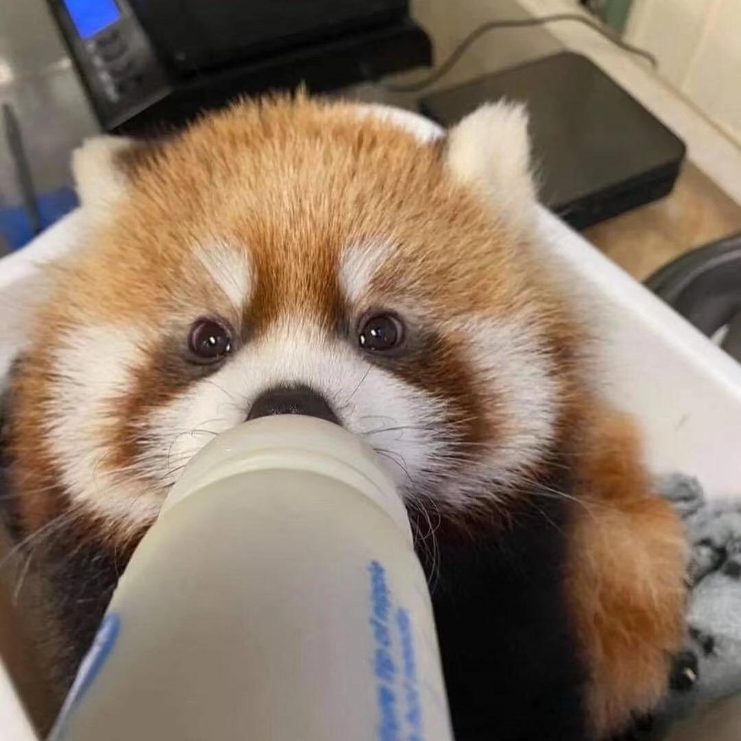 不吃竹子的小熊猫
