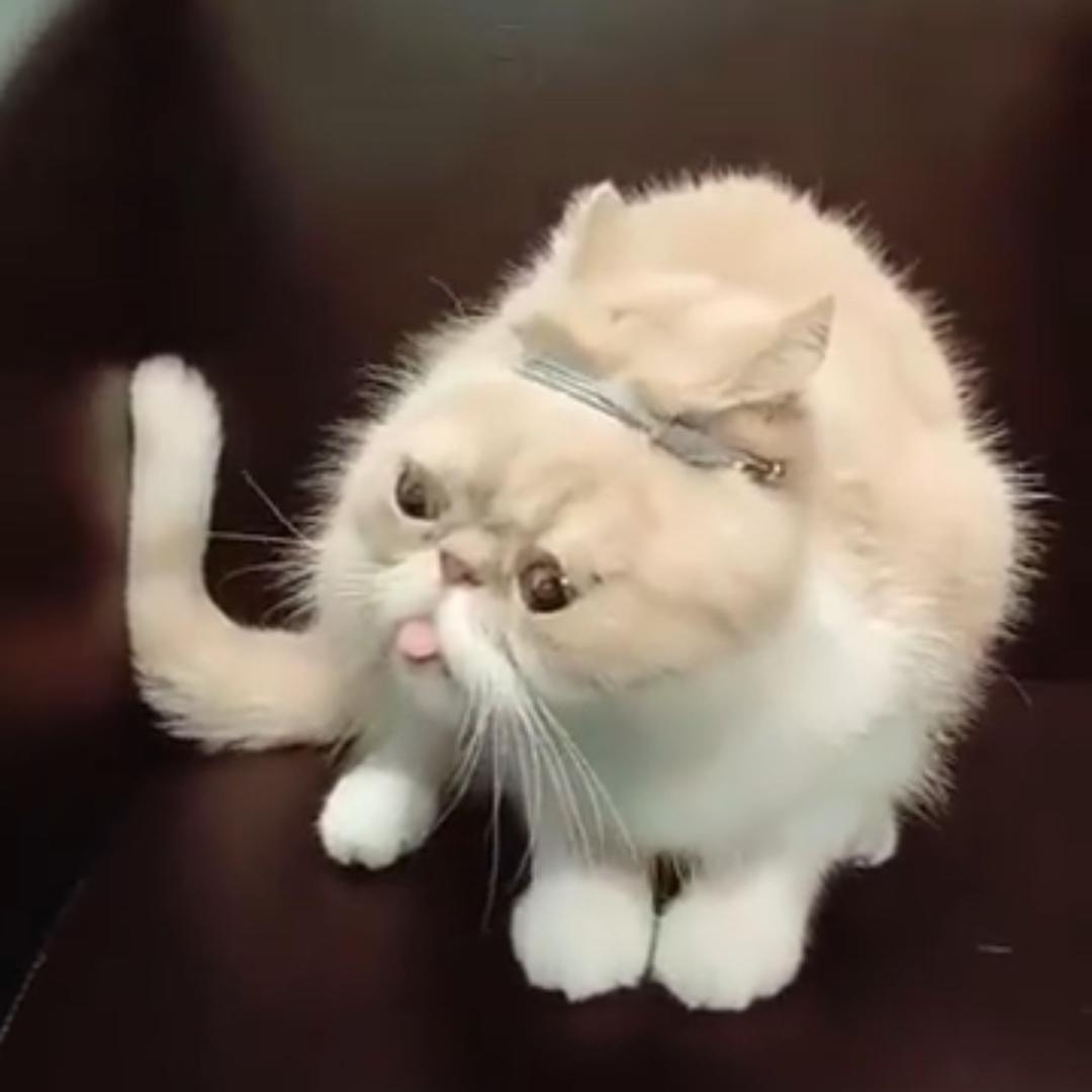 妳听我狡辩
