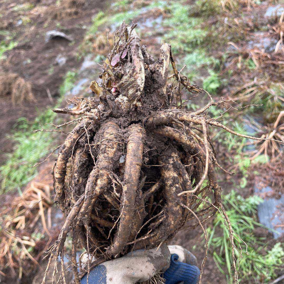 漳县小李农产品滋补优品店