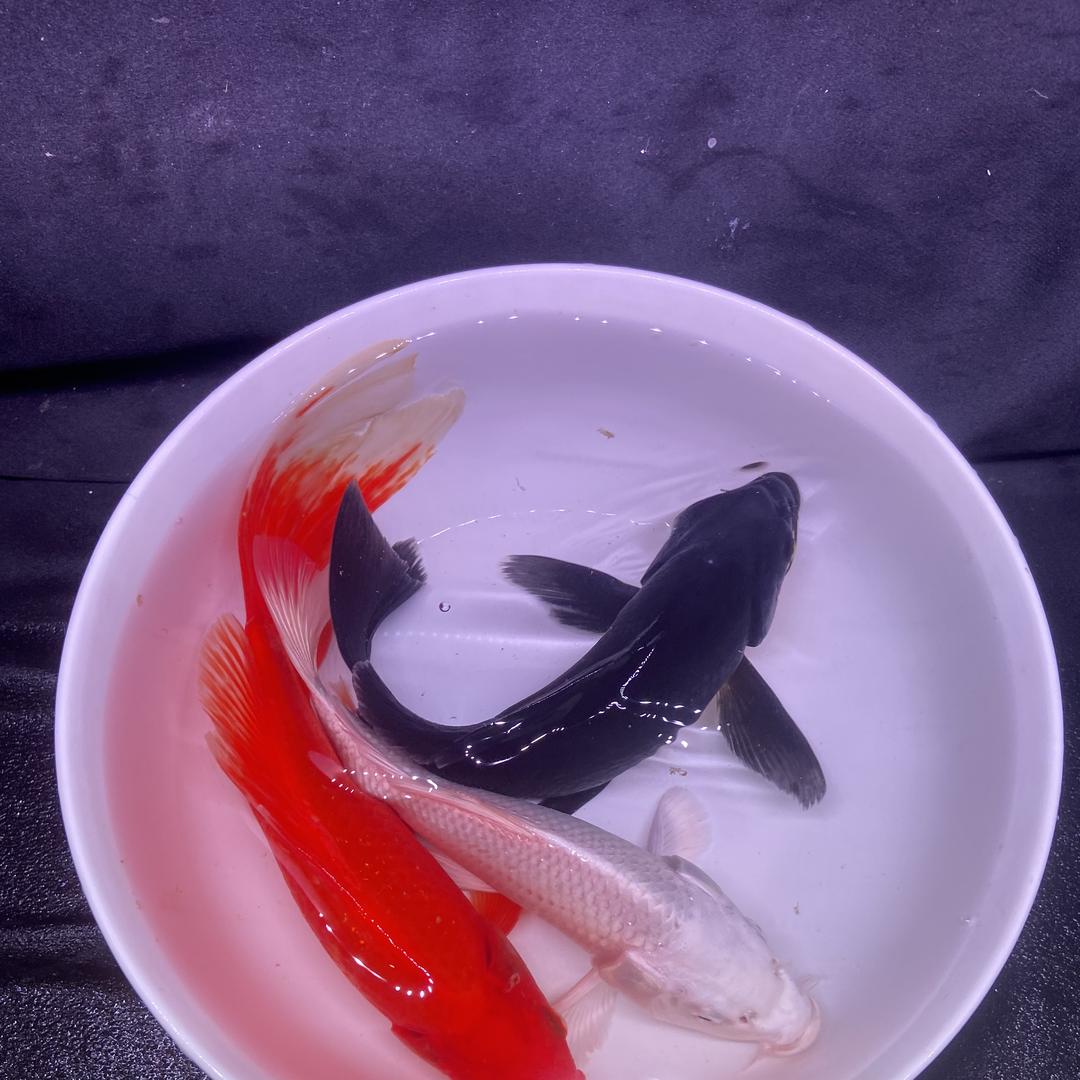 鱼宠臻选水族店