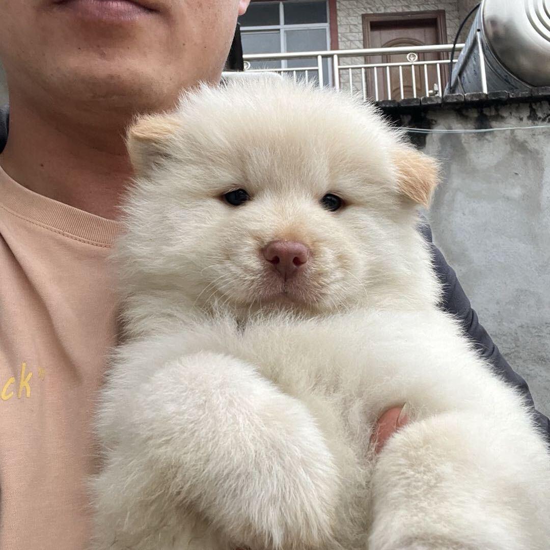 容县六哥土松直播间