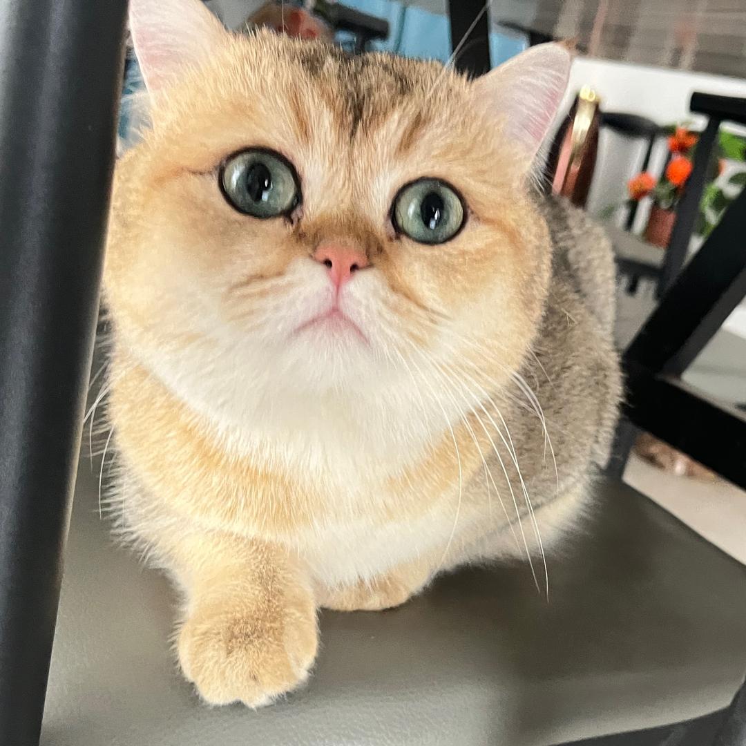 豆豆🐱