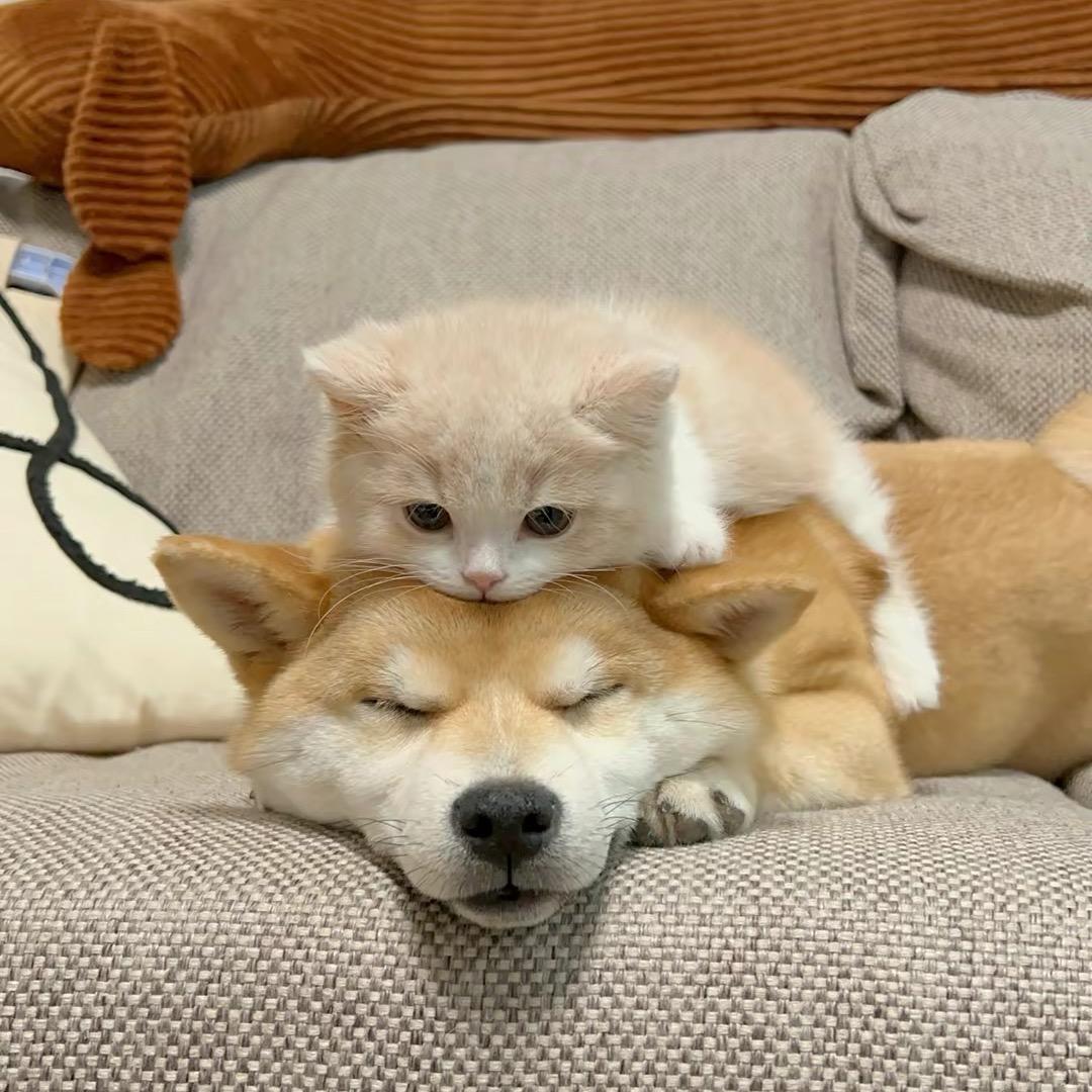 果子