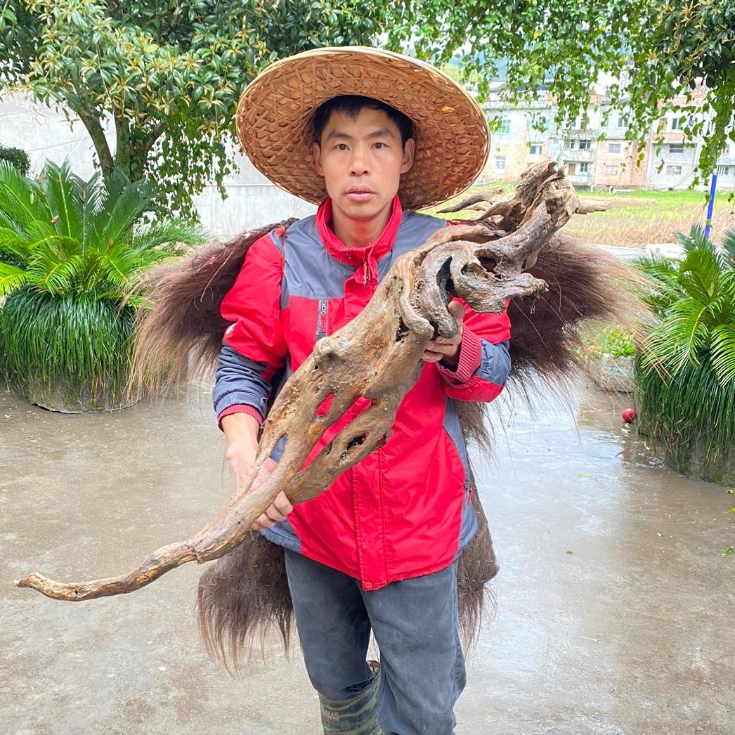 农村俊哥（金弹子）