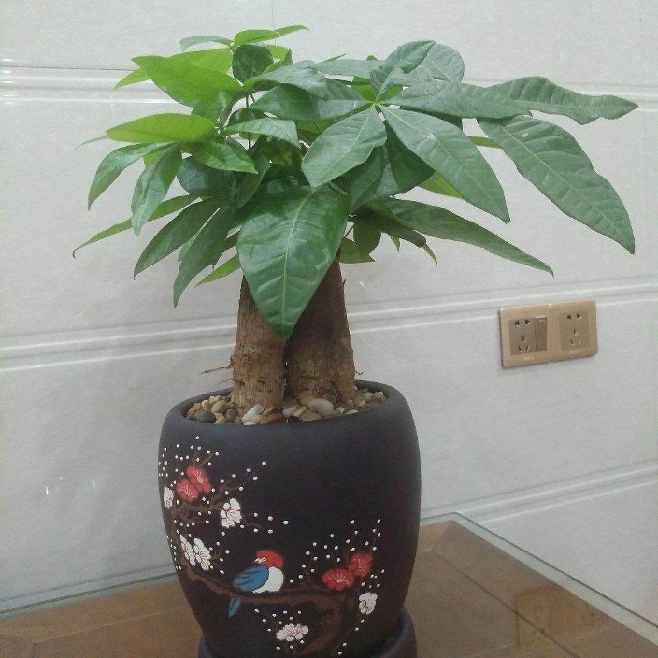 潮汕老黄